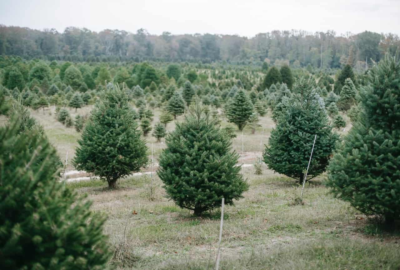 Lush Winter Gardens with Evergreen Plant Selections